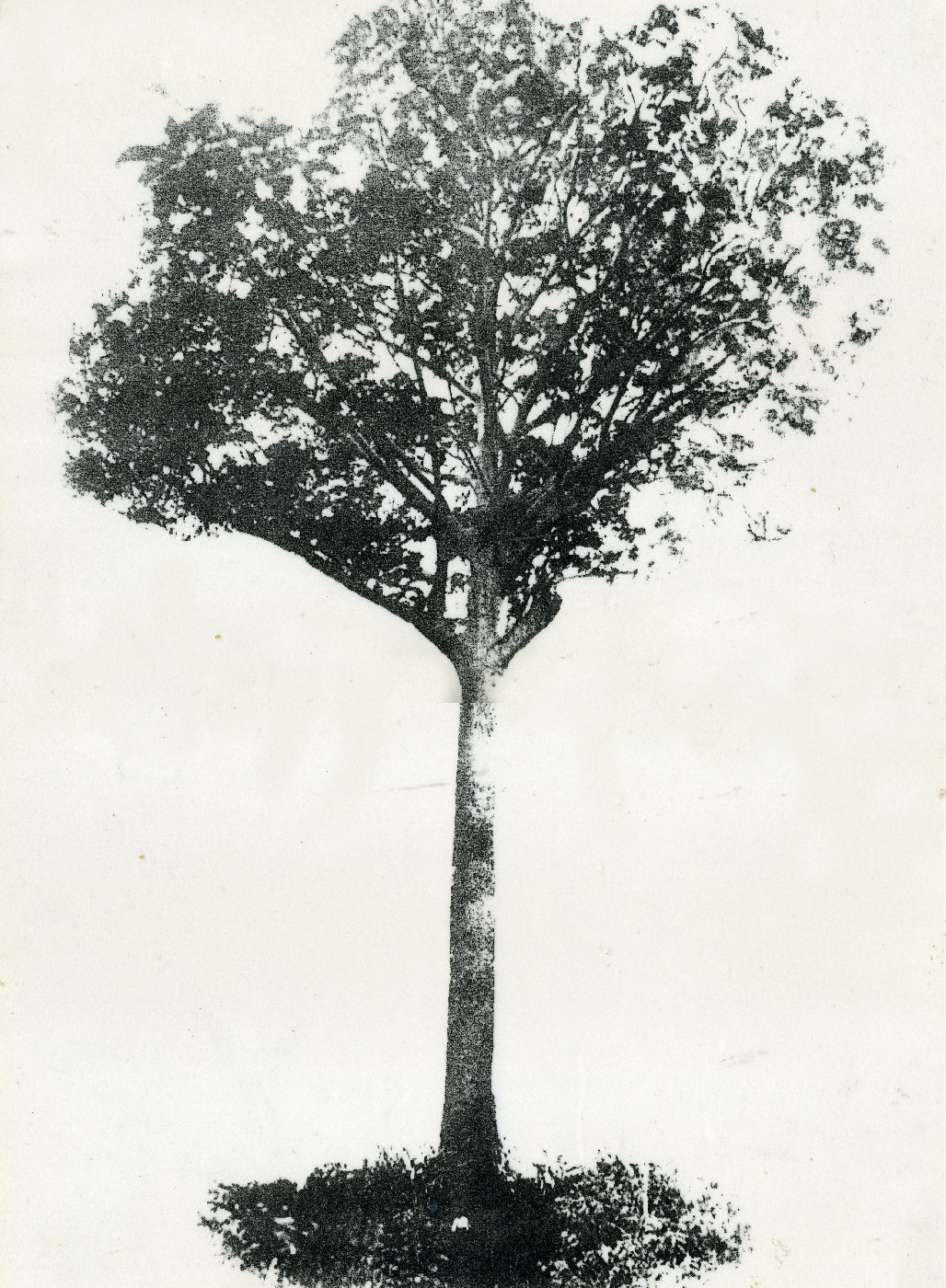 Bell's Tree